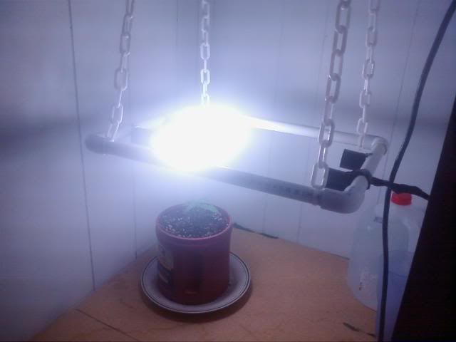 plant1.jpg