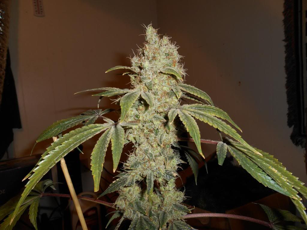 009_zps447be5ca.jpg