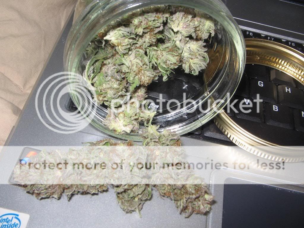 buds008.jpg