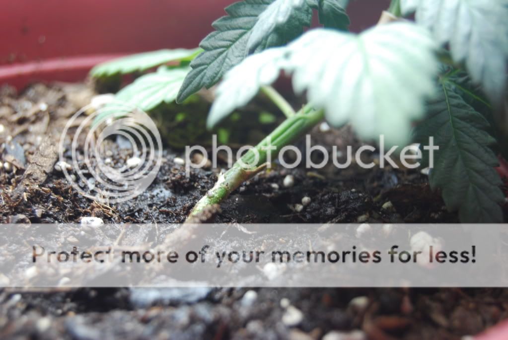 weed26003.jpg