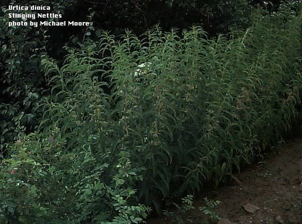 Urtica_dioica-1.jpg