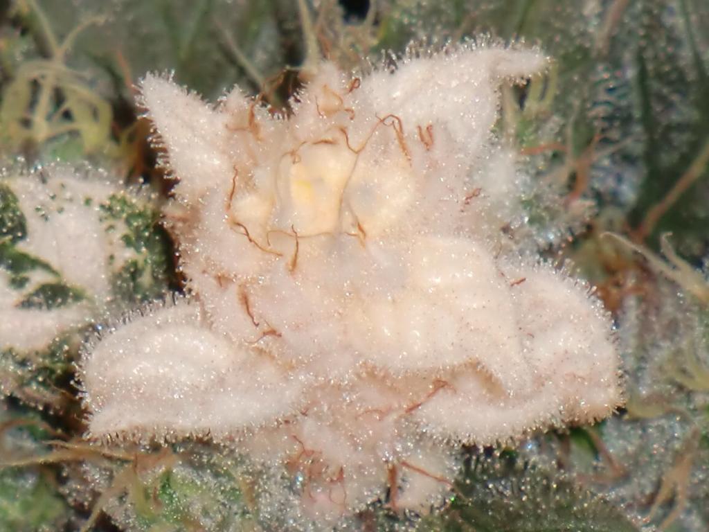 Blue%20Velvet%20hash%20tips.jpg
