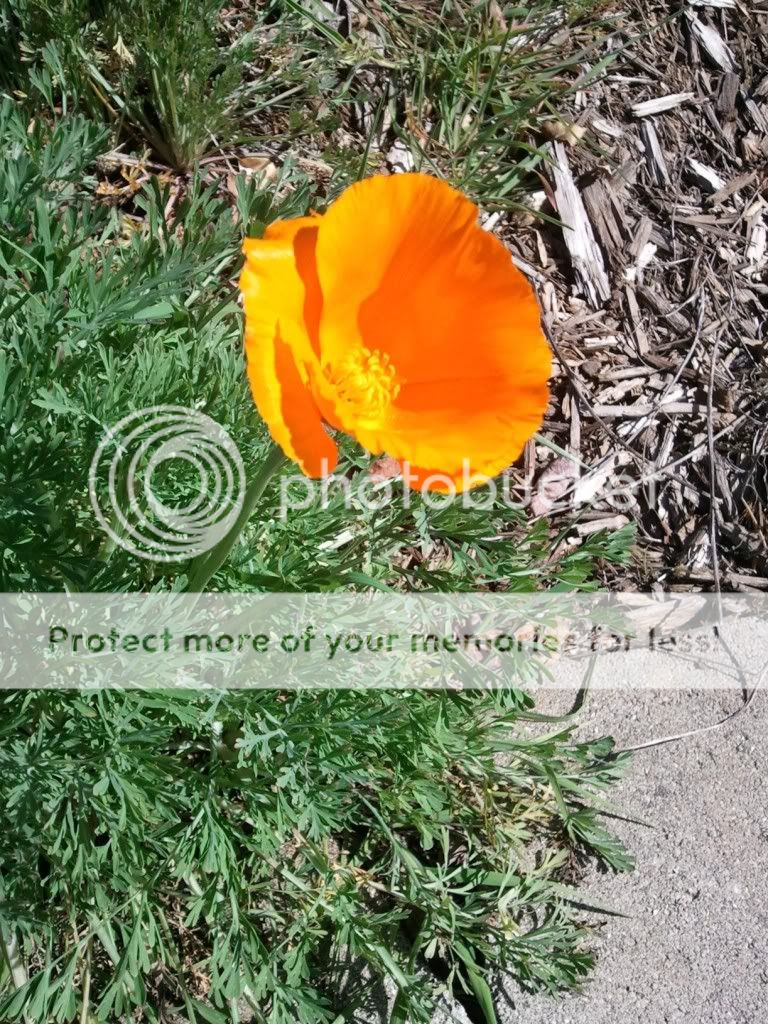 WP_000660.jpg