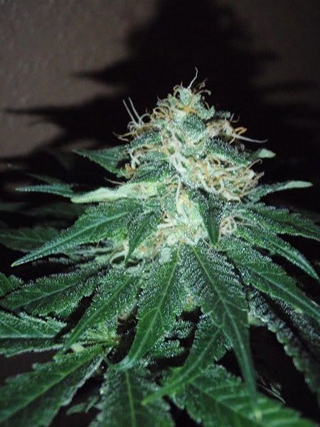 blhazeweek72_450x600.jpg