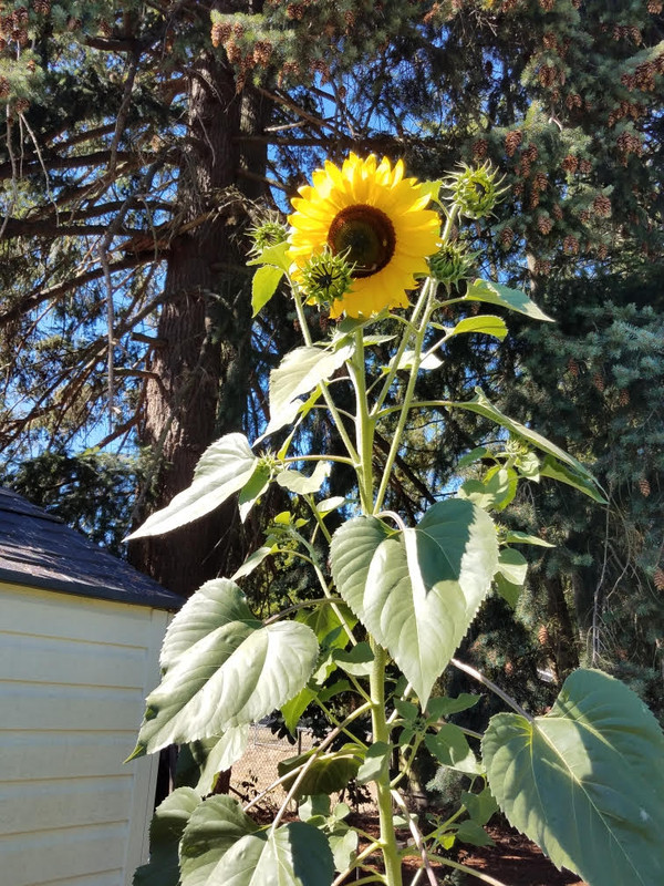 93sunflowera.jpg