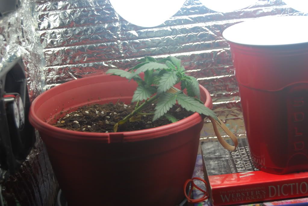 weed23002.jpg