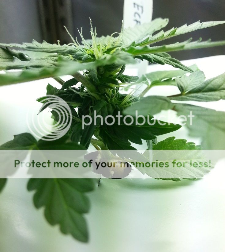 04-23-13PD32_zps9eedfb7b.jpg