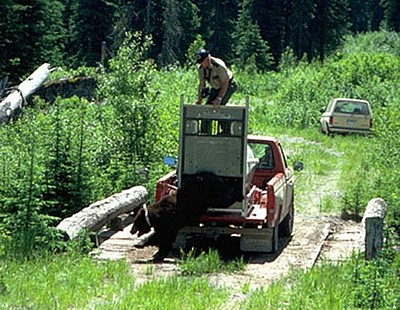 how_not_to_release_a_bear_03.jpg