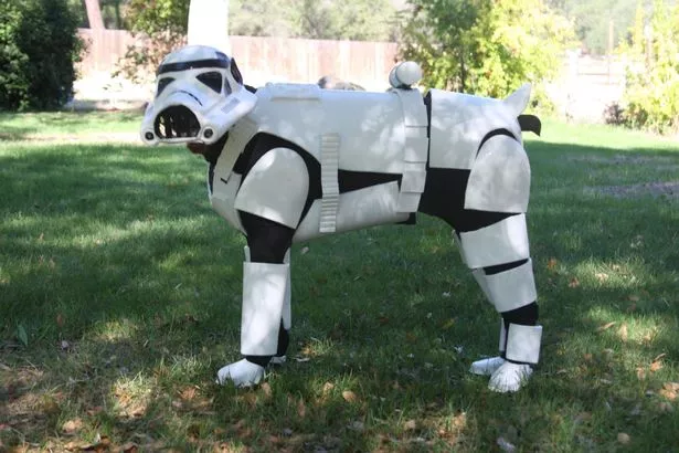 PAY-Storm-Trooper-Dog.jpg