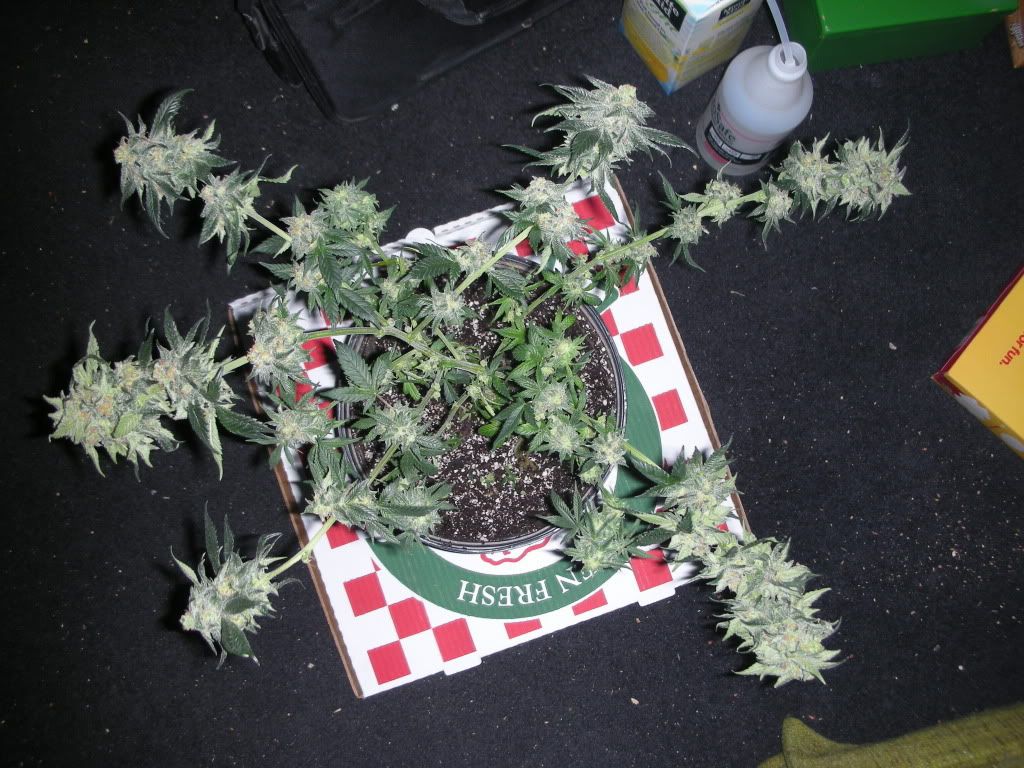 DSCN2255.jpg