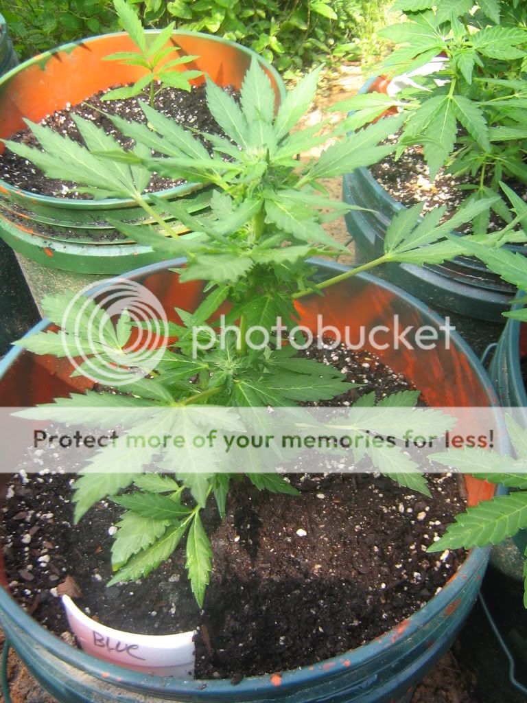 AutoBlueberry3-1.jpg