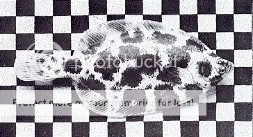 flounder.jpg