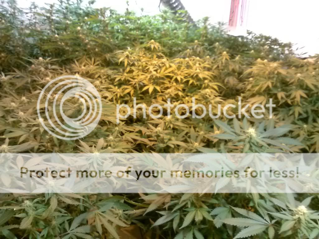 CAM01200_zps7dbdc5cf.jpg