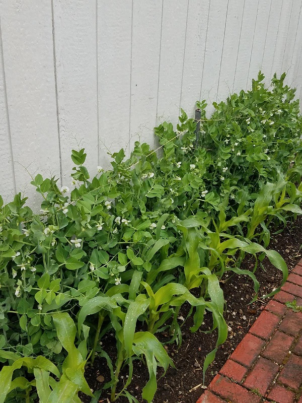 peas.jpg