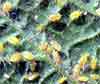 pests_aphids.jpg