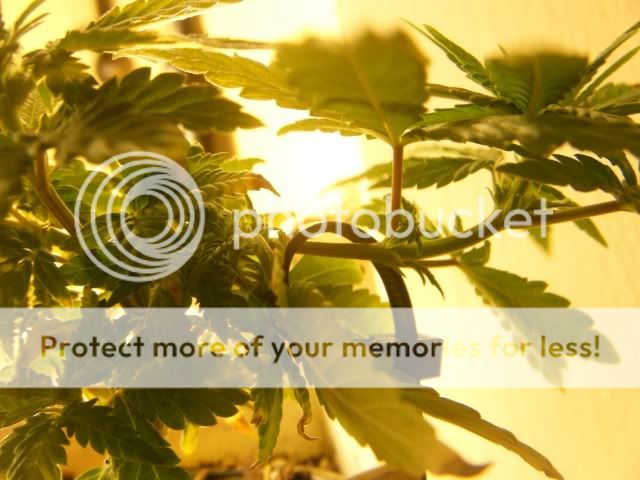 Grow063.jpg