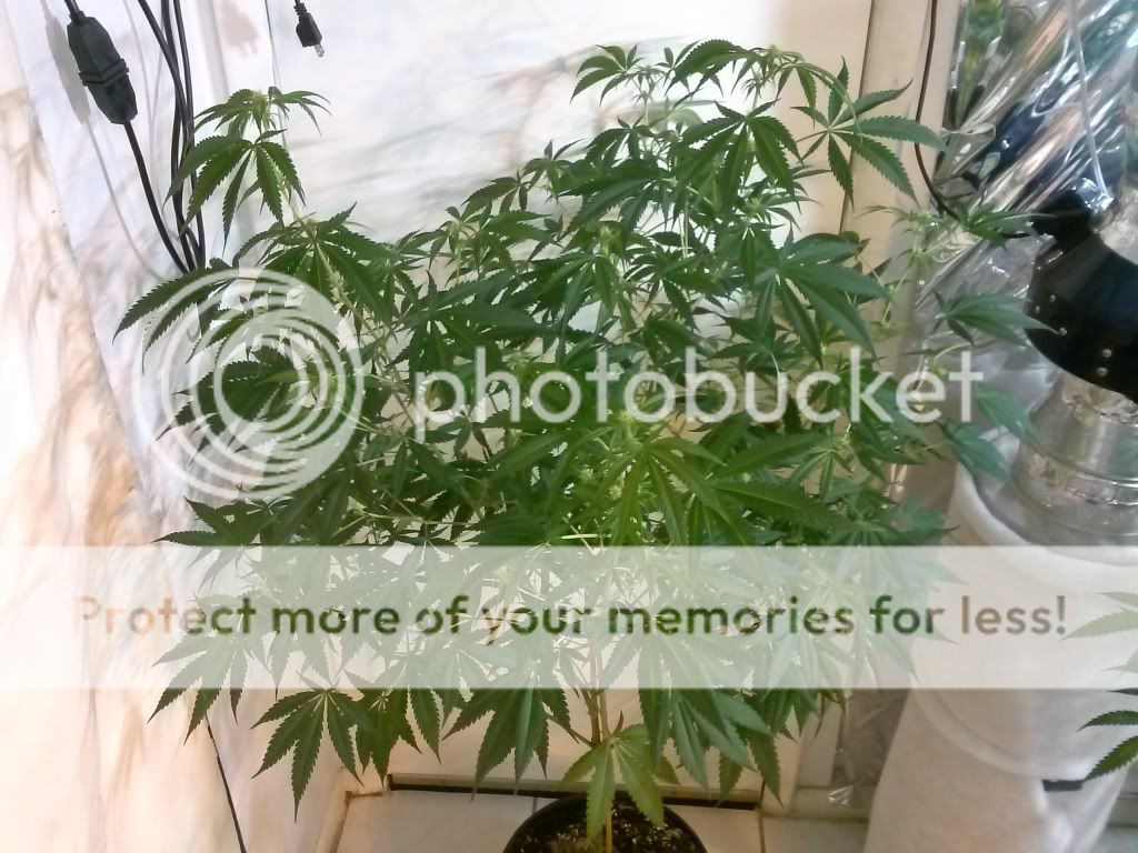 CAM00433_zps4d4eb29c.jpg