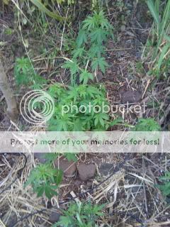 IMG_01801.jpg