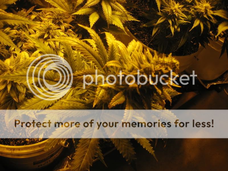 plants208.jpg