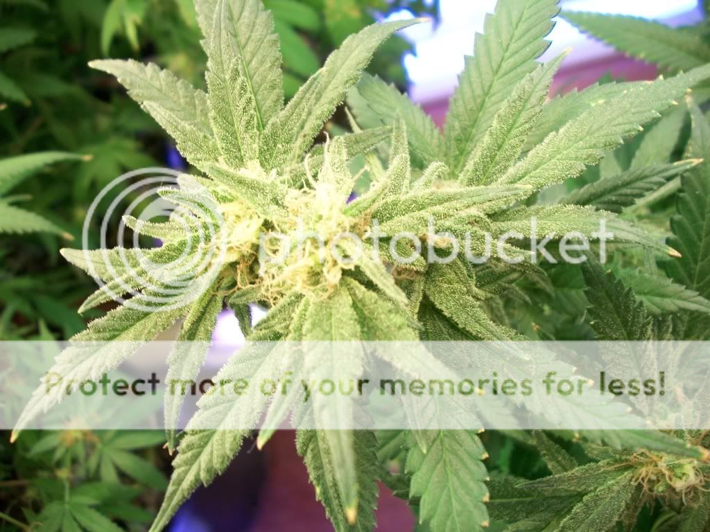 AFGB6-8-112.jpg