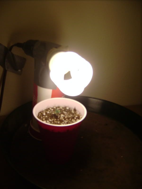plants130.jpg