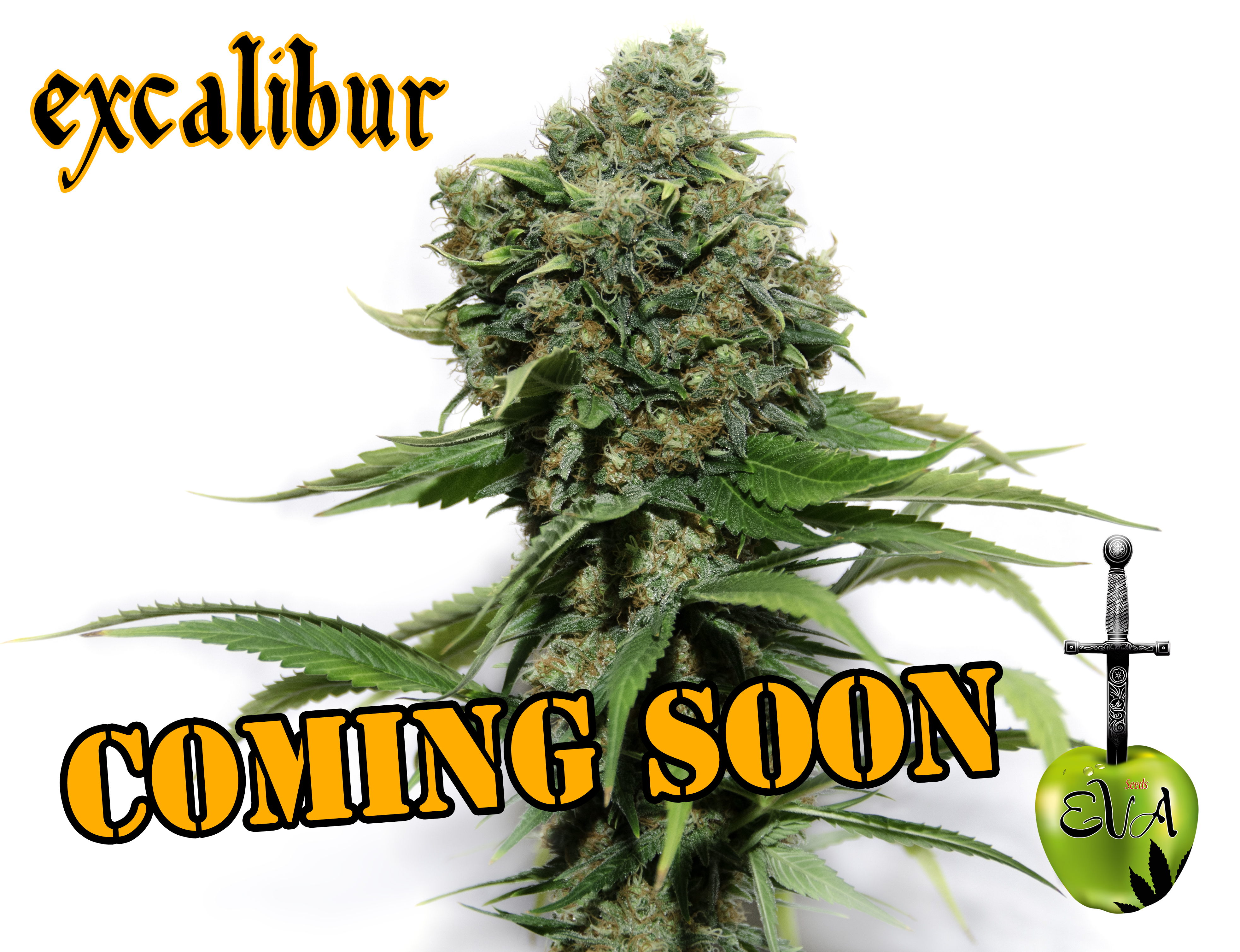 excalibur_comingsoon.jpg