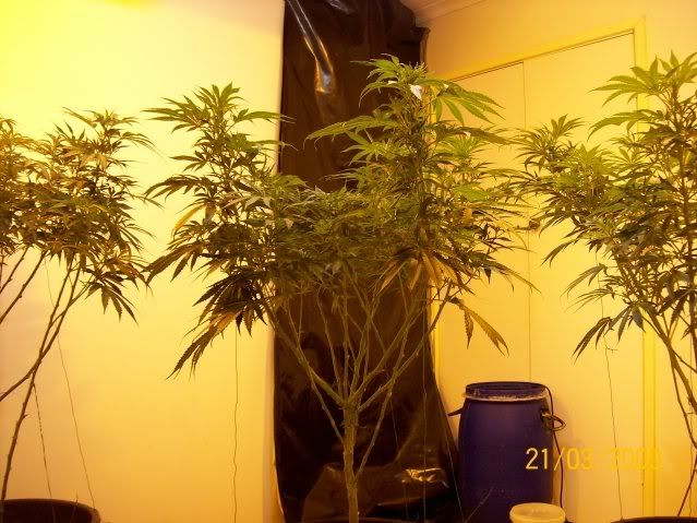 Plants115.jpg