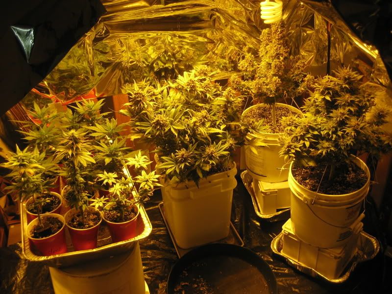 plants290.jpg