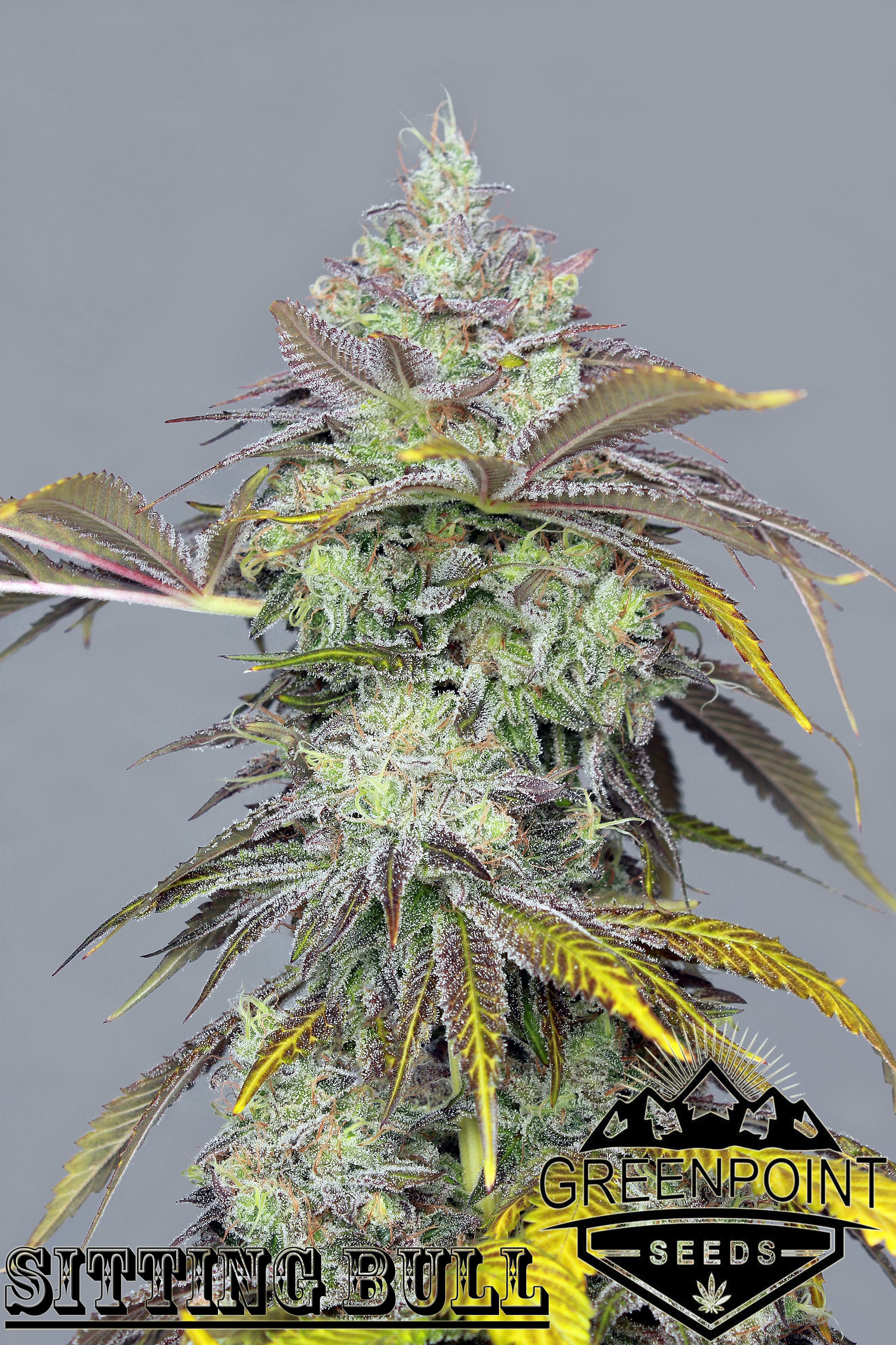 Sitting-Bull-Greenpoint-Seeds.jpg