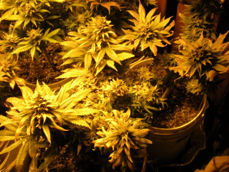 plants252.jpg