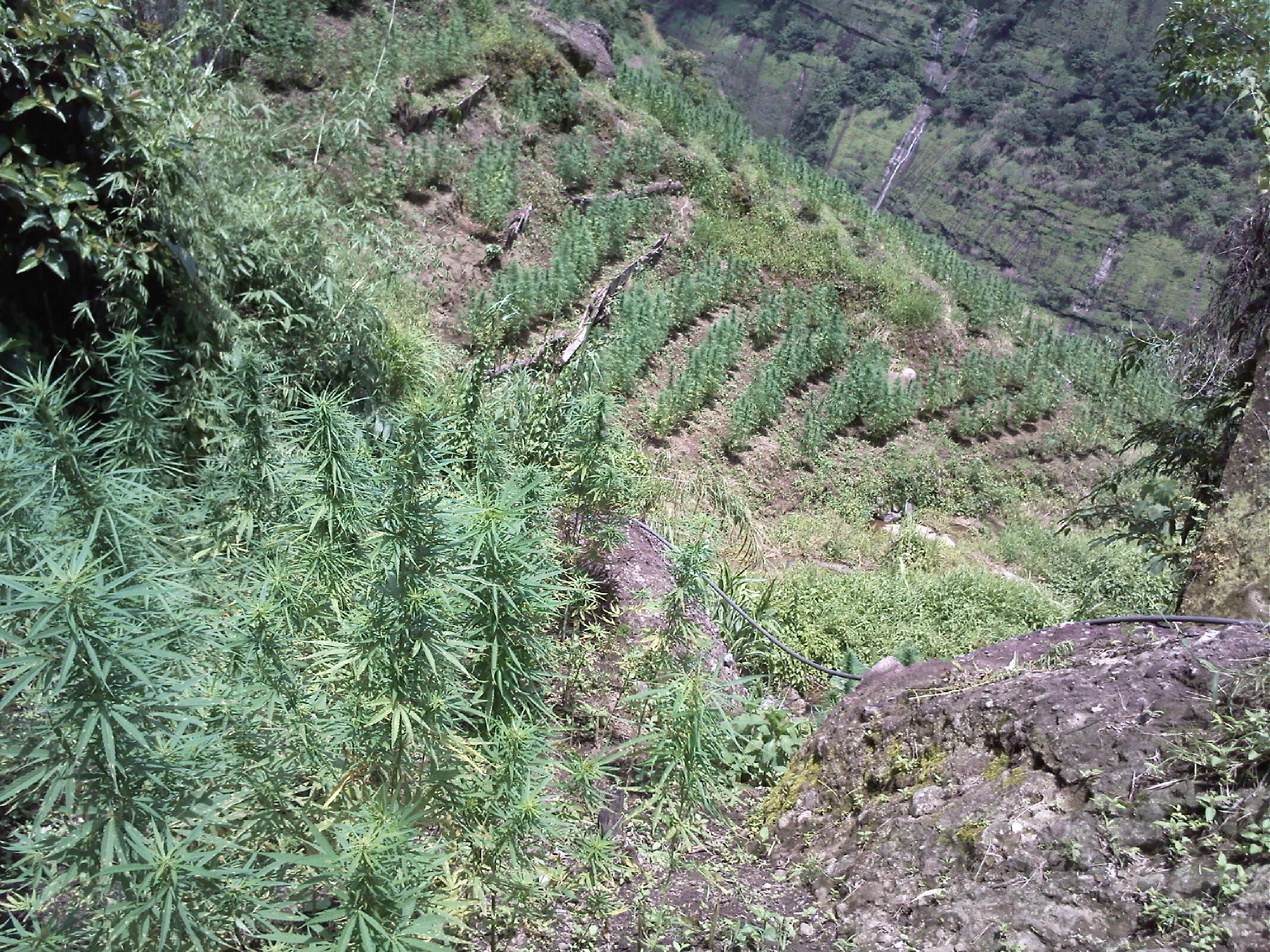 img242.jpg