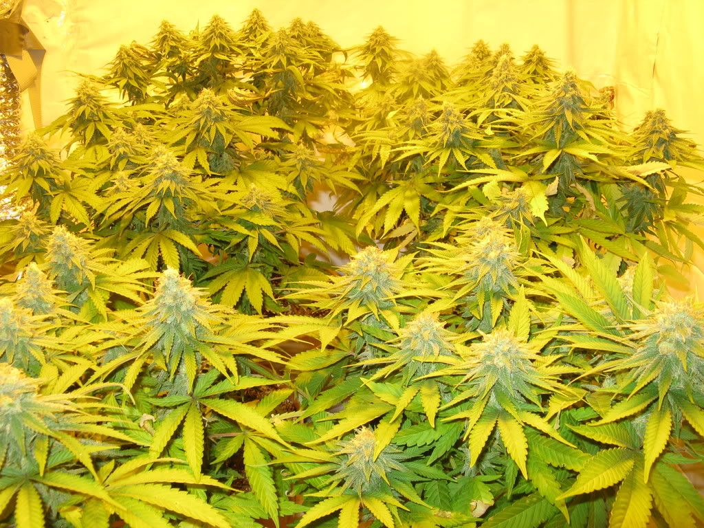 40Daysflowering008.jpg