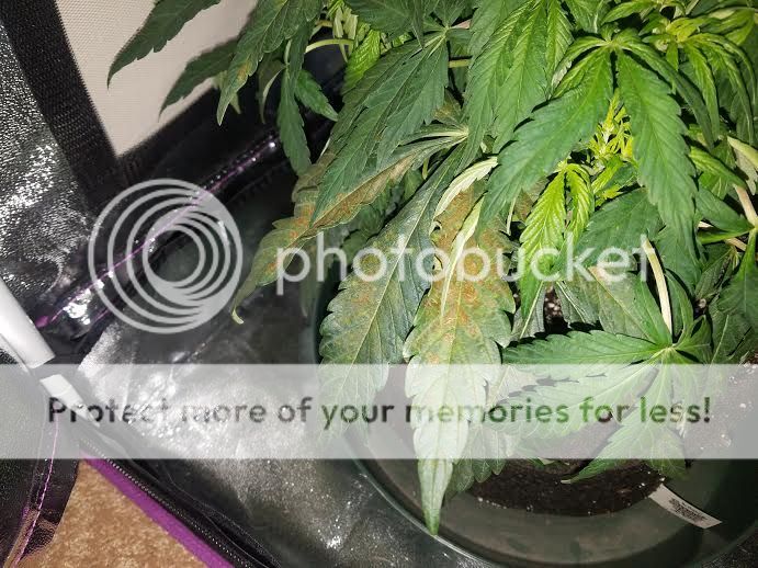 plant2leafbrown2.jpg