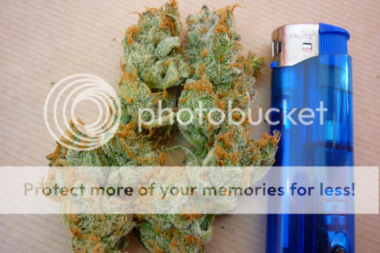 orangebud3.jpg