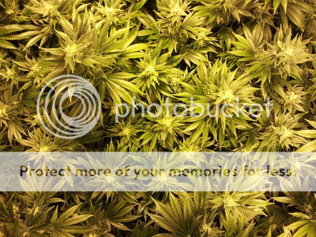 day33_4_zps406f75b9.jpg