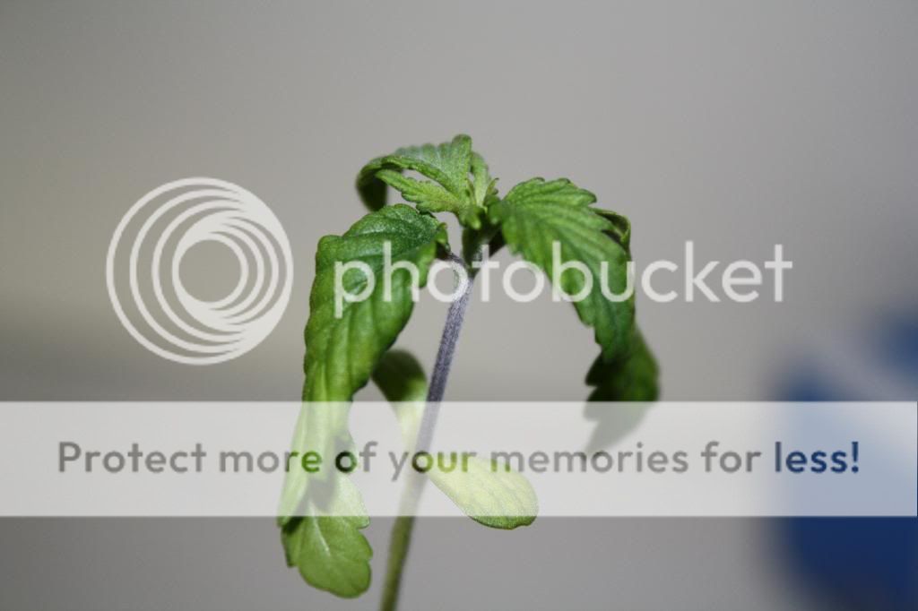 roots005.jpg