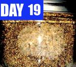 day-19.jpg