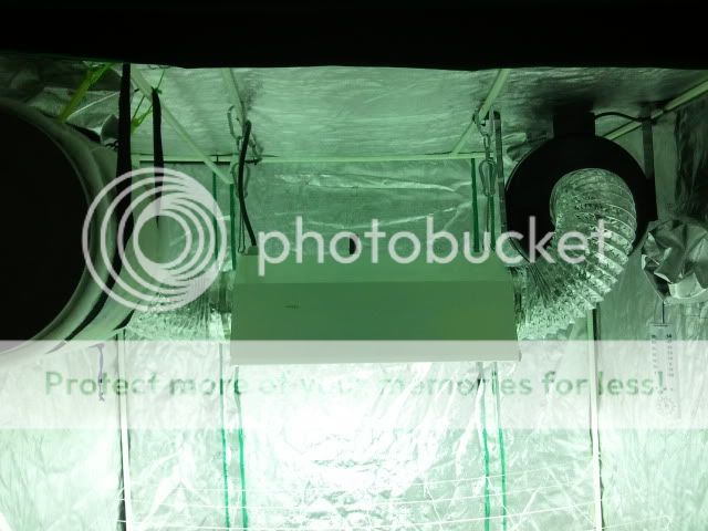 2011-01-17145916.jpg