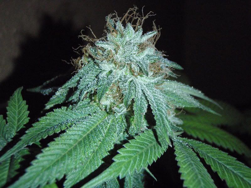 bubbakushweek71_800x600.jpg