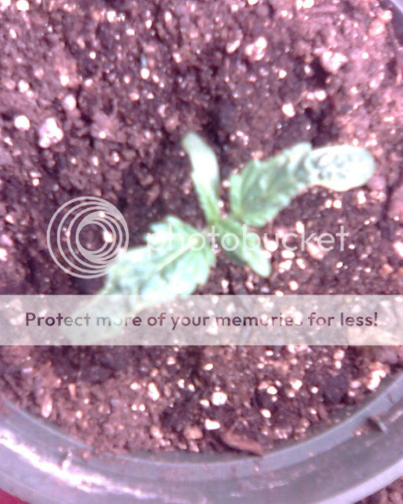 Image003.jpg