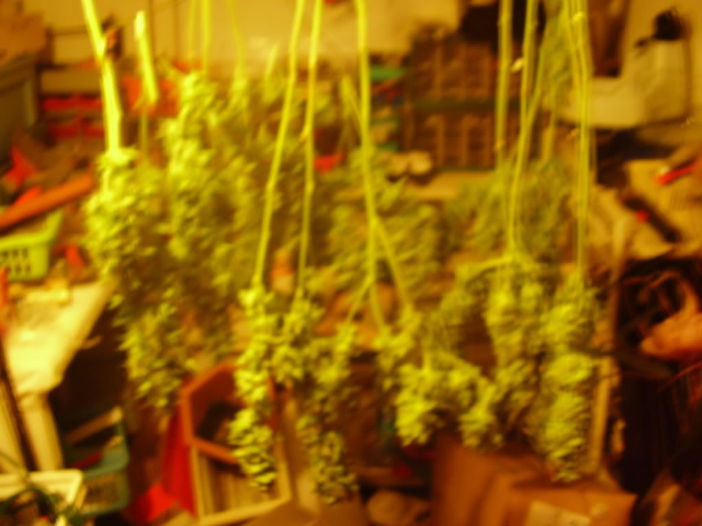 harvestearly001.jpg
