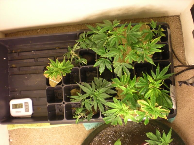 plants232.jpg