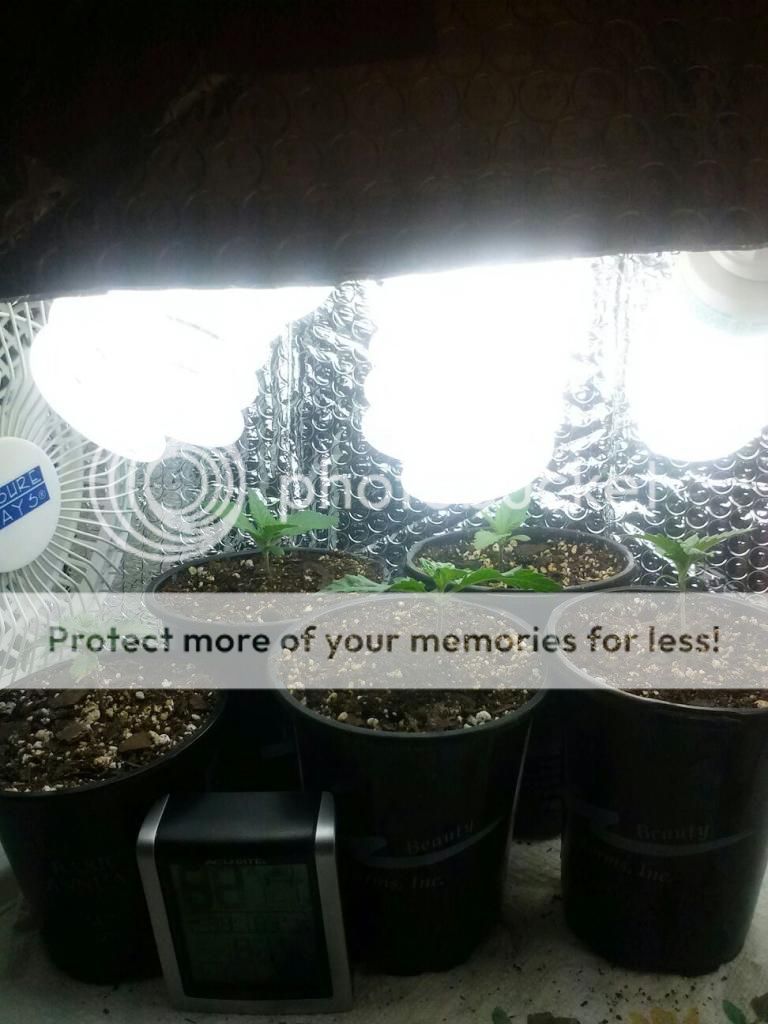 1229121116_zps51aa6de7.jpeg