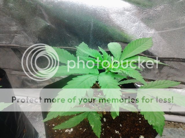 2013-04-24175816_zpsfb815aa8.jpg