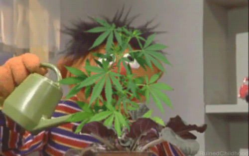 Ernie heard singing to plants makes them grow faster - GIF on Imgur