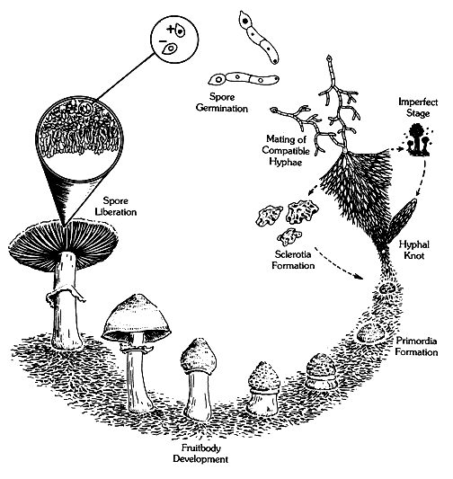 lifecycle.gif