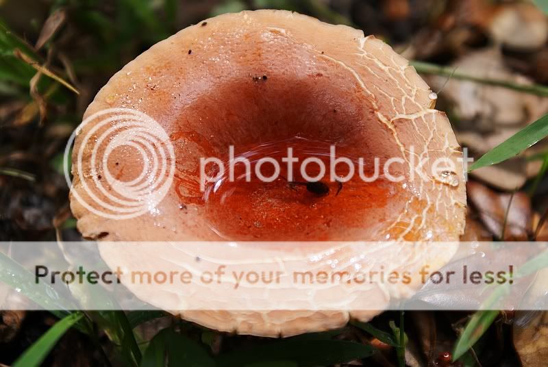 Pollywogshroom.jpg