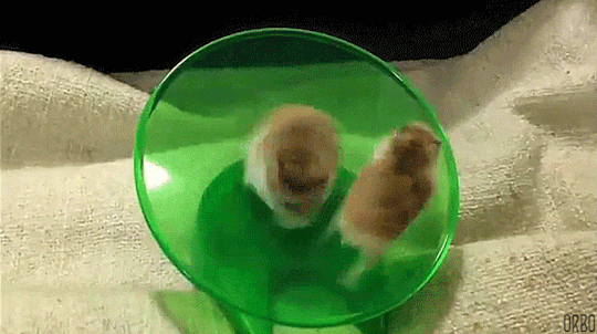 gifs_24.gif