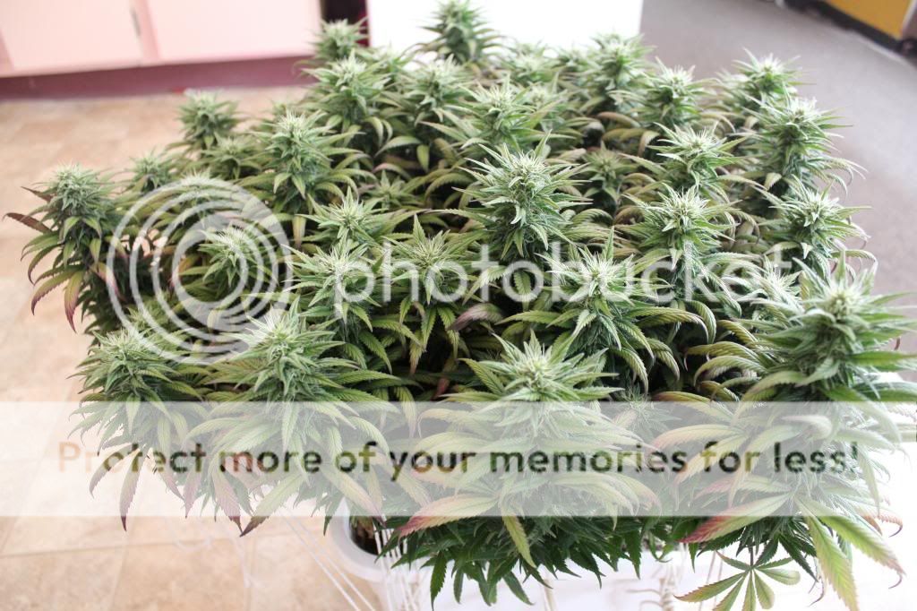 IMG_1367_zps3ad3b5e4.jpg