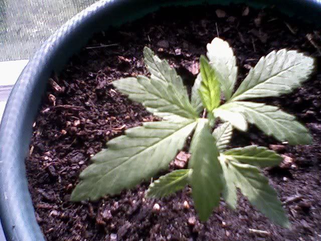 seedling2.jpg